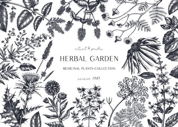 рука обращается травяные растения баннер. - engraved image engraving basil herb stock illustrations