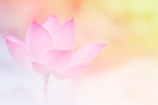 Pink Lotus Background Image Select Focus Stock Photo - Download Image Now -  Lotus Water Lily, Water Lily, Blue - iStock