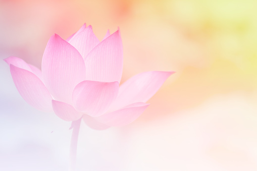 Pink Lotus Background Image Select Focus Stock Photo - Download Image Now - Lotus Water Lily, Water Lily, Blue - iStock Pink Lotus Background Image Select Focus Stock Photo - Download Image Now - Lotus Water Lily, Water Lily, Blue - iStock
