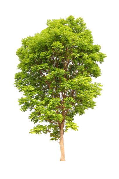 istock Isolated mahogany tree on white background for landscape design 1313565502