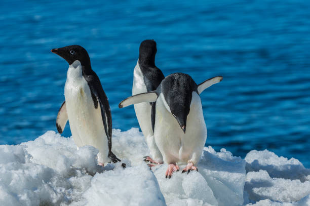adélie penguin, pygoscelis adeliae, em brown bluff na antártida. entrando na água para se alimentar e saindo depois de se alimentar na praia. spheniscidae; sphenisciformes - sphenisciformes - fotografias e filmes do acervo
