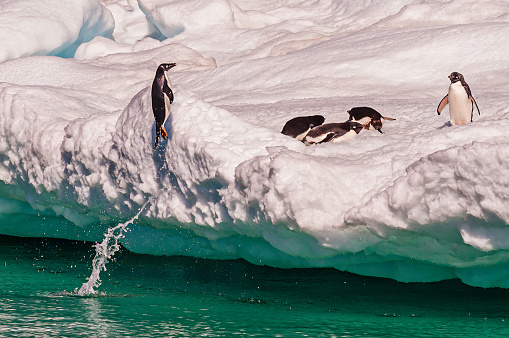 Adélie Penguin, Pygoscelis adeliae, is a type of penguin common along the entire Antarctic coast and nearby islands.  Devil Island; Weddell Sea; Antarctica. Jumping out of the water.