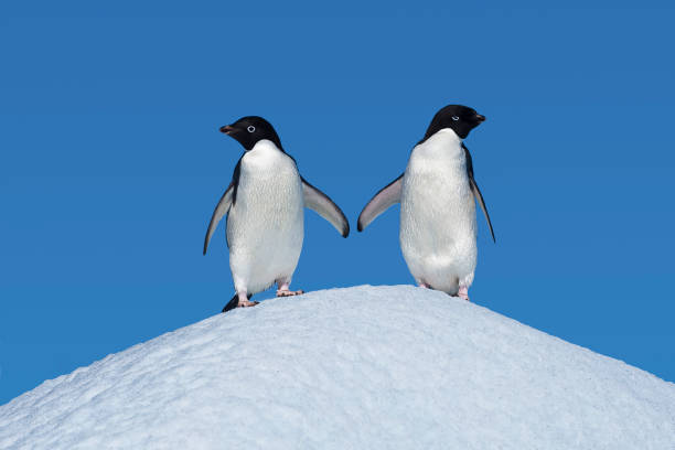 adélie penguin, pygoscelis adeliae, é um tipo de pinguim comum ao longo de toda a costa antártica e ilhas próximas.  ilha do diabo; mar de weddell; antártida. - sphenisciformes - fotografias e filmes do acervo