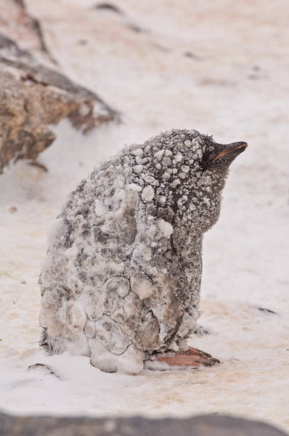 pinguino di adelie, isola paulet, penisola antartica, antartide, pygoscelis adeliae. giovani pulcini da soli sull'isola in piedi nella neve fredda. - sphenisciformes foto e immagini stock