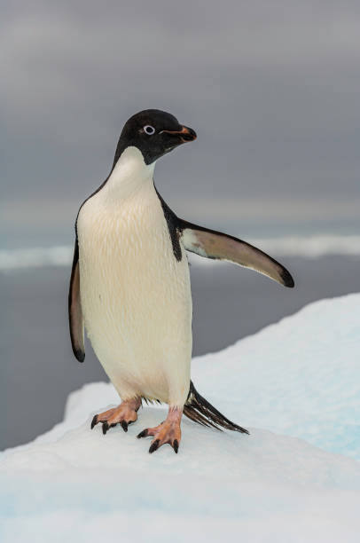 pinguino di adelie, isola paulet, penisola antartica, antartide, pygoscelis adeliae. - sphenisciformes foto e immagini stock