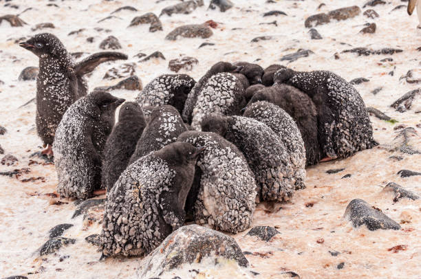 pinguim de adélio, ilha paulet, península antártica, antártica, pélia pygoscelis. filhotes sozinhos na ilha parados na neve fria. - sphenisciformes - fotografias e filmes do acervo