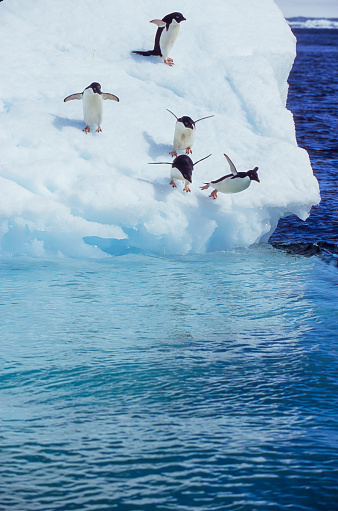 Emperor penguins (Aptenodytes forsteri) diving in the water near the German Neumayer Antarctic station, Atka Bay, Weddell Sea, Antarctica