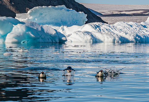Adelie Penguin, Paulet Island, Antarctic Peninsula, Antarctica, Pygoscelis adeliae. Penguins coming from the water.