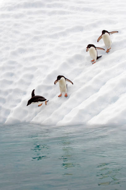 pinguim de adélio, ilha paulet, península antártica, antártica, pélia pygoscelis. pinguins entrando na água. - sphenisciformes - fotografias e filmes do acervo