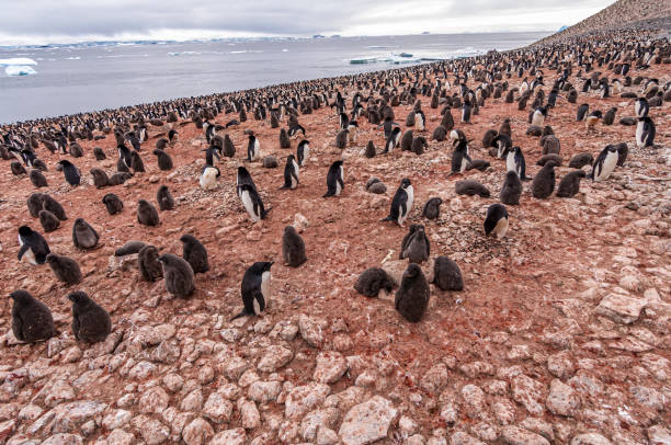 pinguim de adélio, ilha paulet, península antártica, antártica, pélia pygoscelis. um grande ninho ou colônia com adultos e filhotes. - sphenisciformes - fotografias e filmes do acervo