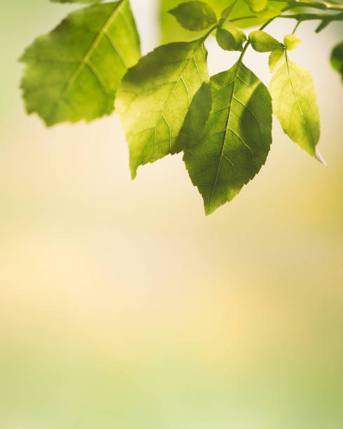 istock Nature Background with Green Leaves 1313569155