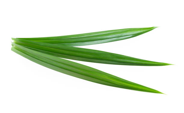 istock Fresh green pandan leaves isolated on white background 1313569817