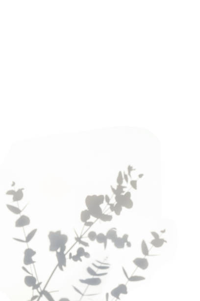 A gray shadow of leaves on a white wall. Space for the text.