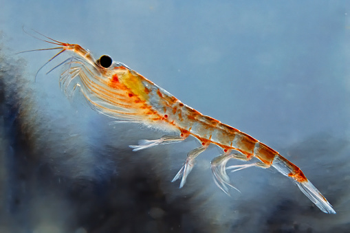 Antarctic krill, Euphausia superba,  is a species of krill found in the Antarctic waters of the Southern Ocean.  They are a key species in the Antarctic ecosystem.