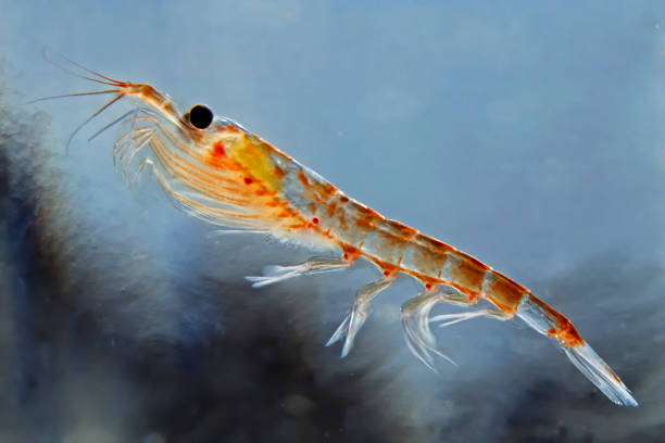 Antarctic krill, Euphausia superba,  is a species of krill found in the Antarctic waters of the Southern Ocean.  They are a key species in the Antarctic ecosystem. Antarctic krill, Euphausia superba,  is a species of krill found in the Antarctic waters of the Southern Ocean.  They are a key species in the Antarctic ecosystem. crustacean photos stock pictures, royalty-free photos & images