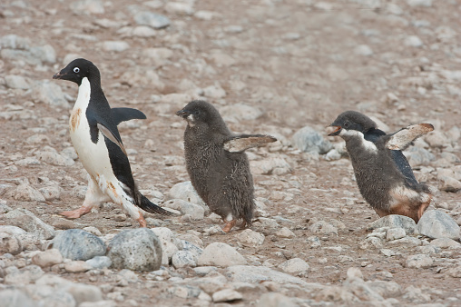 Adélie Penguin and Chick, Pygoscelis adeliae. Paulet Island, Antarctica. Chick chase for food.