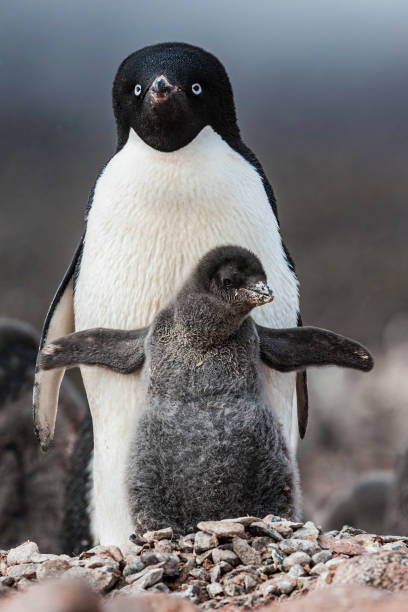 pinguino di adelie, isola paulet, penisola antartica, antartide, pygoscelis adeliae. adulto e pulcino in un sito di nido con neve a terra. - sphenisciformes foto e immagini stock
