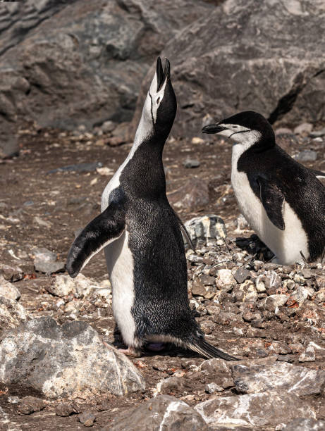 istock Chinstrap penguins on Hydrurga Rocks in Antarcticain the Palmer Archipelago. Displaying. Ecstatic display. 1313571010