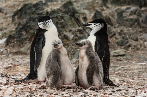 il pinguino cinguettio (pygoscelis antarcticus) è una specie di pinguino che abita una varietà di isole e coste nel pacifico meridionale e negli oceani antartici. il suo nome deriva dalla stretta banda nera sotto la sua testa, che lo fa apparire come se - sphenisciformes foto e immagini stock