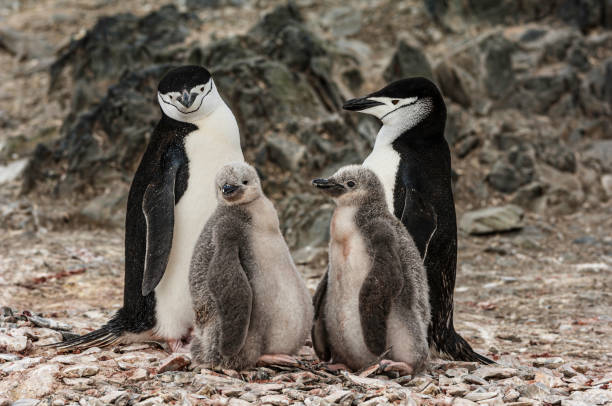 pygoscelis antarcticus é uma espécie de pinguim que habita uma variedade de ilhas e costas no pacífico sul e nos oceanos antárticos. seu nome provém da faixa preta estreita sob sua cabeça, o que faz parecer que - sphenisciformes - fotografias e filmes do acervo