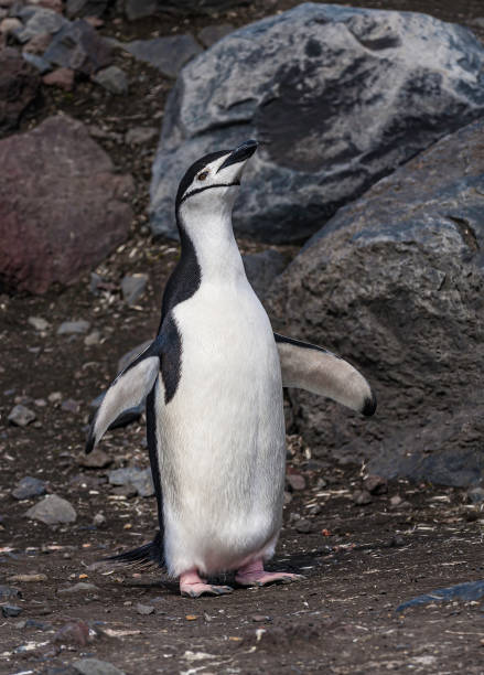 istock Chinstrap penguins on Hydrurga Rocks in Antarcticain the Palmer Archipelago. Displaying. Ecstatic display. 1313571057