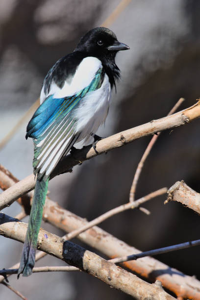 istock A bright magpie with a long tail stands on a thin branch of a dense bush. 1313572446