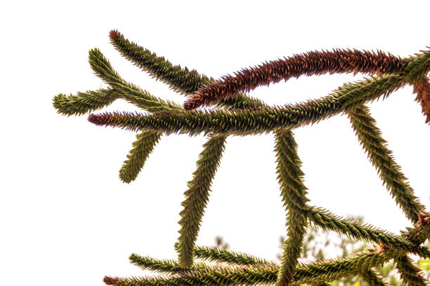 Needles of evergreen tree Araucaria araucana,commonly called the Monkey Puzzle Tree, Monkey Tail Tree, Pewen or Chilean Pine, isolated on white background