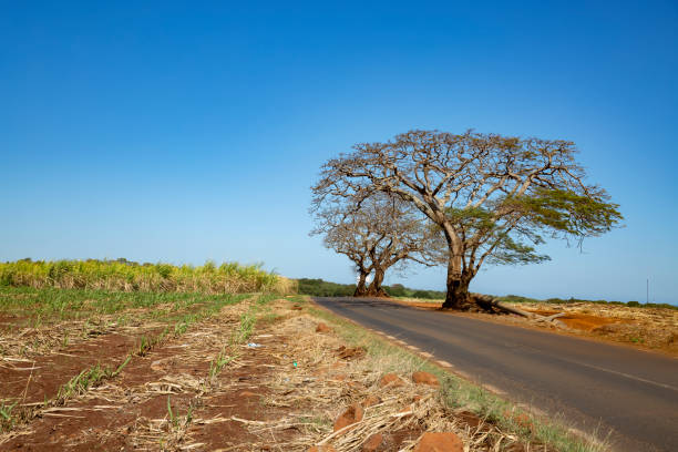 istock Winter landscape with leafless tree on the road in Mauritius 1313574841