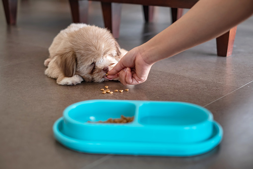 Close-up shot of an unrecognizable young Asian woman trying to feed her sick puppy with dog food. The puppy is lying on the floor with its eyes closed and refuse to eat.