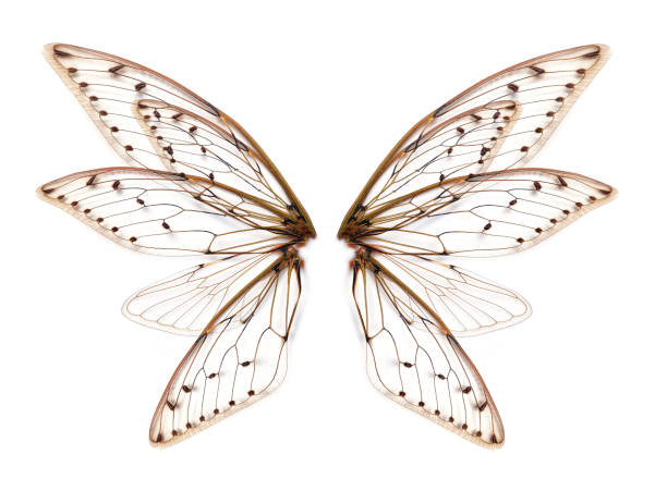 白いバクグラウンドの昆虫のセミの翼 - 5597 ストックフォトと画像