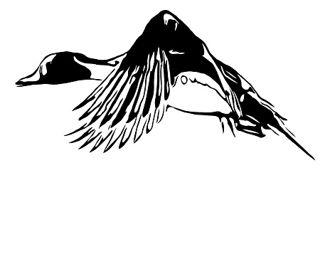 Northern pintail duck vector illustration