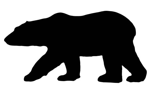 illustrazioni stock, clip art, cartoni animati e icone di tendenza di illustrazione vettoriale dell'orso polare silhouette - polar bear endangered species bear arctic