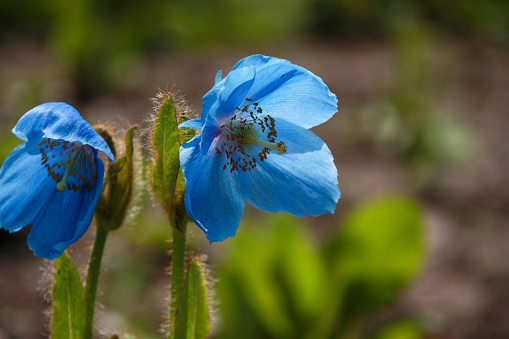 Blue poppy flower