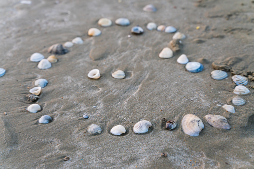 shells on the beach in the shape of heart.