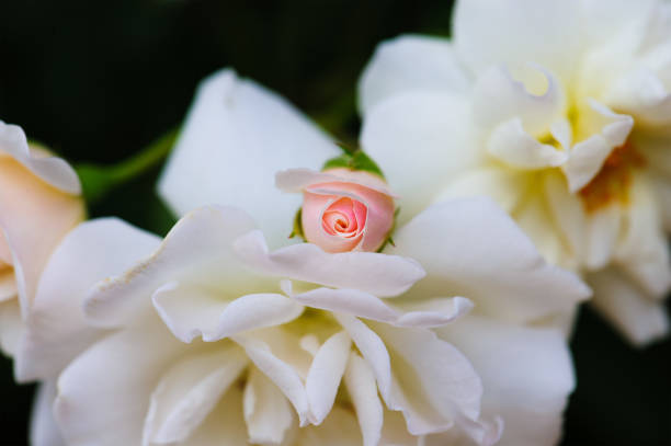 istock Soft color pink and white roses. 1313578374