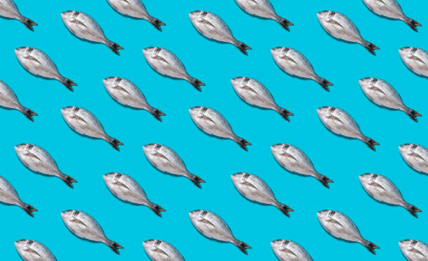 istock Seamless fish pattern. Raw dorado fish isolated on blue background. 1313578404
