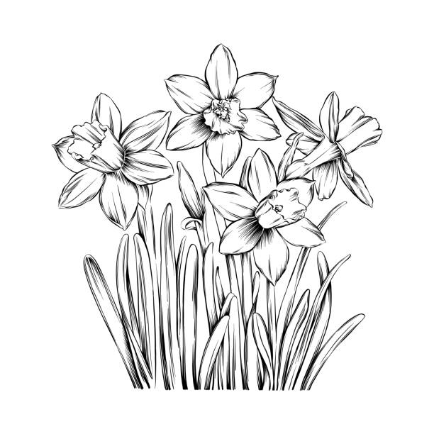 ilustraciones, imágenes clip art, dibujos animados e iconos de stock de ilustración vectorial de tinta de narcisos - daffodil