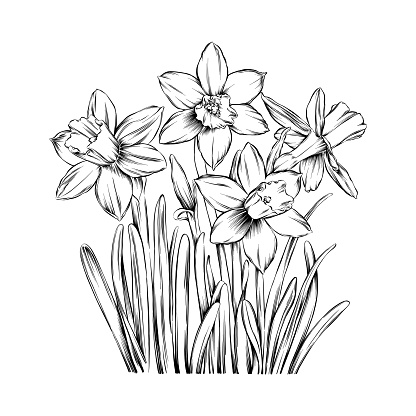 Daffodil flowers pen and ink illustration. Vector EPS10 file.