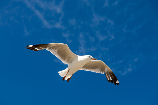 Seagull was flying above Chelsea Beach during summer, Australia Dec 2019.