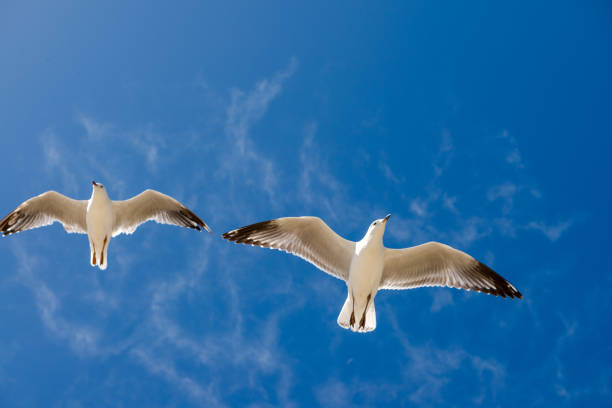 カモメは夏の間、オーストラリアのチェルシービーチの上空を飛んでいました。 - wildlife australia wing cityscape ストックフォトと画像