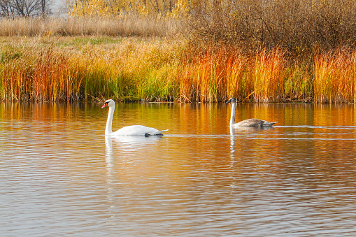 A pair of white swans swim on an autumn lake