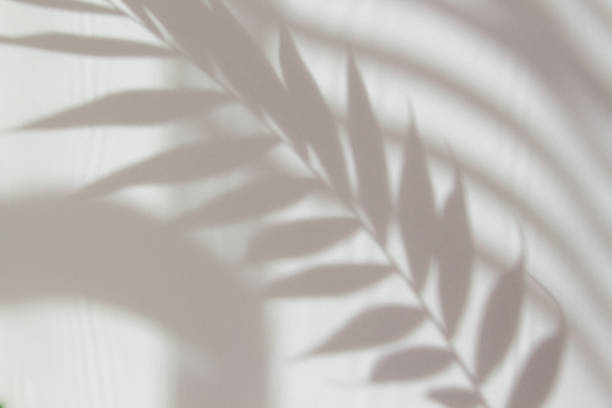 istock Abstract white shadow of a palm leaf on a white wall. Background with empty copy space for your design. Monochrome and minimalistic background with sunlight 1313580411