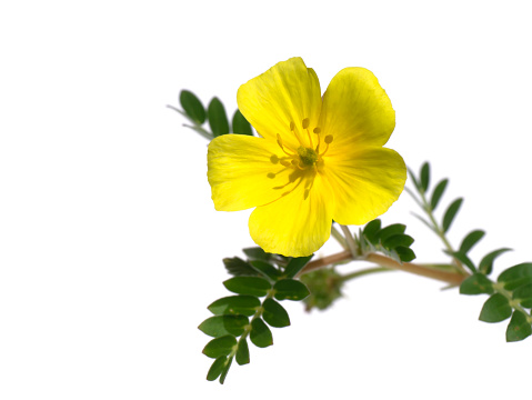 Close up The yellow flower of devil's thorn (Tribulus terrestris plant) with leaves on white background.
