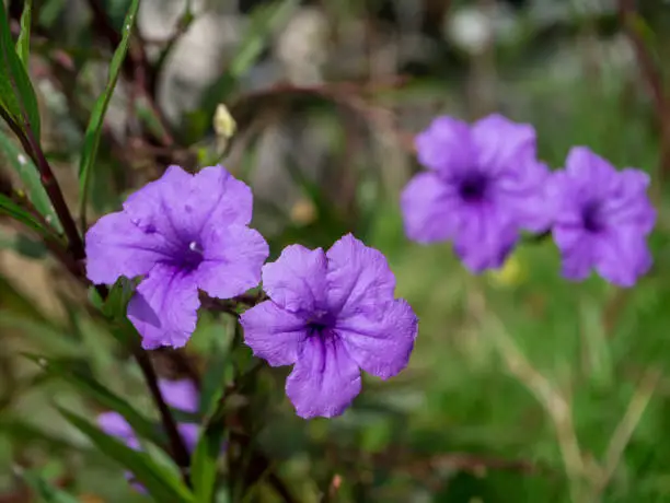 Close up violet flowers of Waterkanon, Watrakanu, Minnieroot, Iron root, Feverroot, Popping pod on blur background. (Scientific name Ruellia tuberosa)