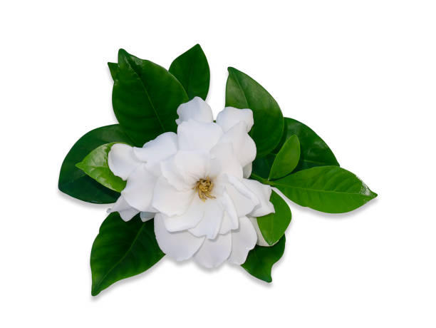istock White Gardenia flower or Cape Jasmine isolate on white background 1313582154