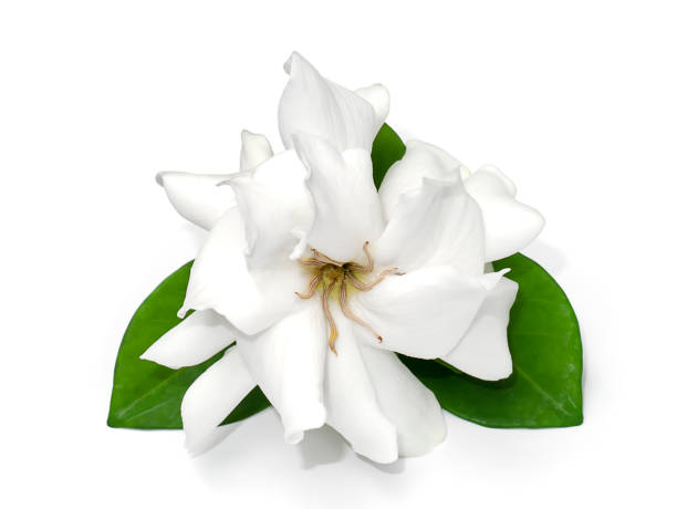 istock Close up White Gardenia flower or Cape Jasmine on white background 1313582156