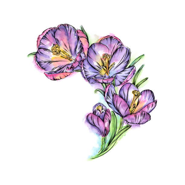 krokus blumen aquarell und tinte vektor illustration - snow crocus flower spring stock-grafiken, -clipart, -cartoons und -symbole