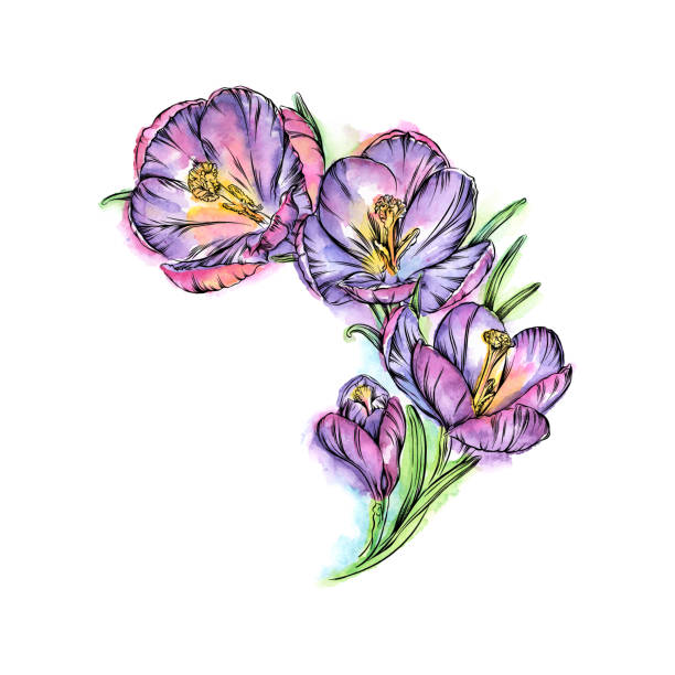 crocus kwiaty akwarela i atrament wektor ilustracja - snow crocus flower spring stock illustrations