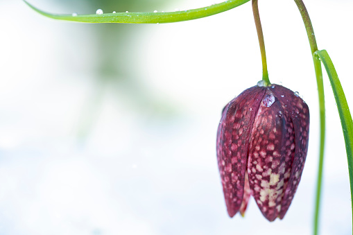 Half frame, Side view of Frozen blooming Tulip, Snake's Head Fritillary (Fritillaria meleagris) plant with blurred spring snow in background. It grows only in swamp area blooms at the end of April, Barje near Ljubljana, Slovenia.