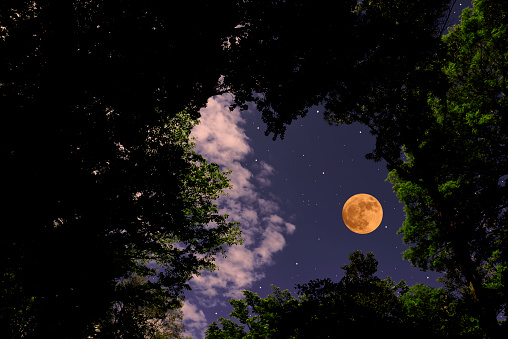 Full moon seen through trees with copy space.